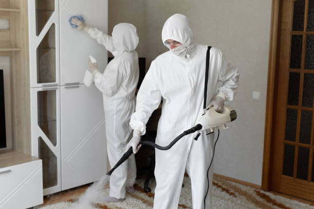 Best Basement Mold Removal  in Dwight, IL